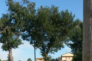 Felling Quercus pubescens